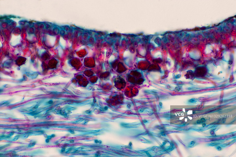 地衣体的显微照片——显示藻类细胞和真菌菌丝，共生互利，250倍图片素材