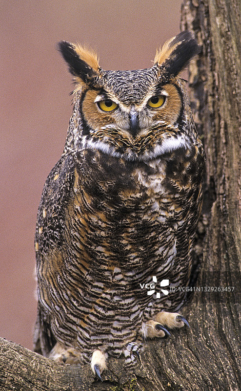 雕鸮：强大的掠食者图片素材