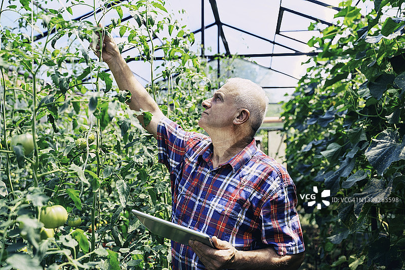 在温室中使用平板电脑的农民图片素材