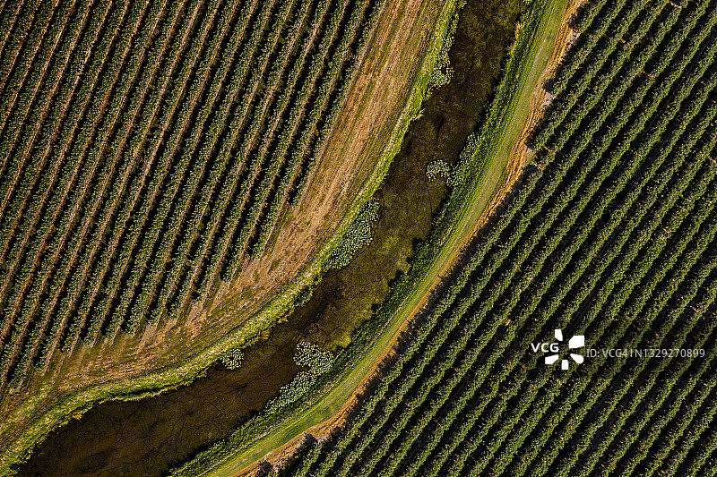 斯卡吉特山谷的蓝莓灌木丛航拍图片素材