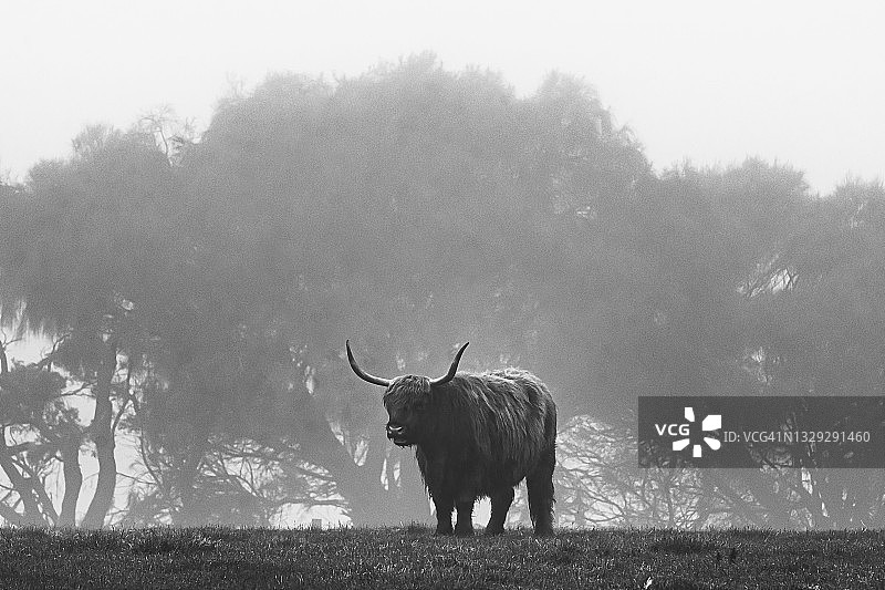 雾蒙蒙的早晨，站在围场里树前的美丽苏格兰高地牛图片素材