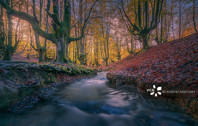 秋季山毛榉森林，位于西班牙巴斯克地区的戈尔贝亚自然公园图片素材