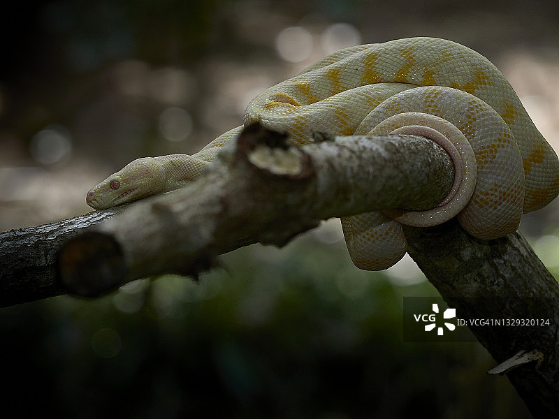 地毯蟒蛇 - 白化蛇 - 盘绕在树枝上图片素材