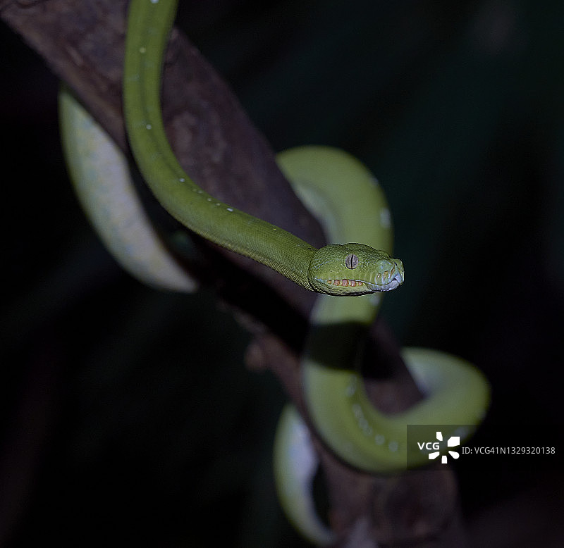 盘绕在树枝上的绿树蟒图片素材