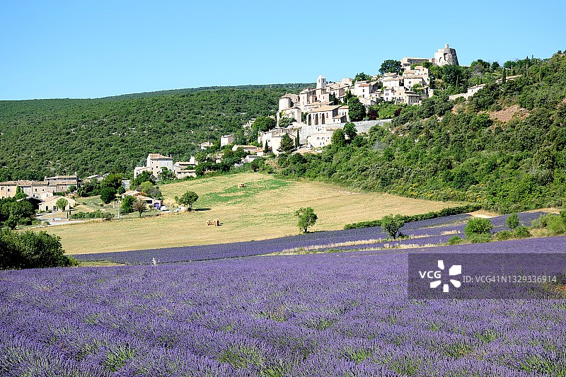 薰衣草花田图片素材