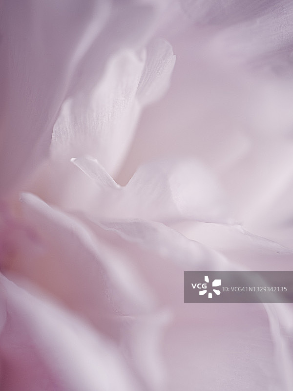 梦幻玫瑰微距4图片素材