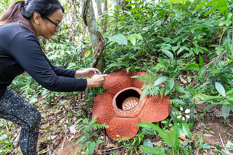 拍摄莱佛士基斯ii花朵的女人图片素材