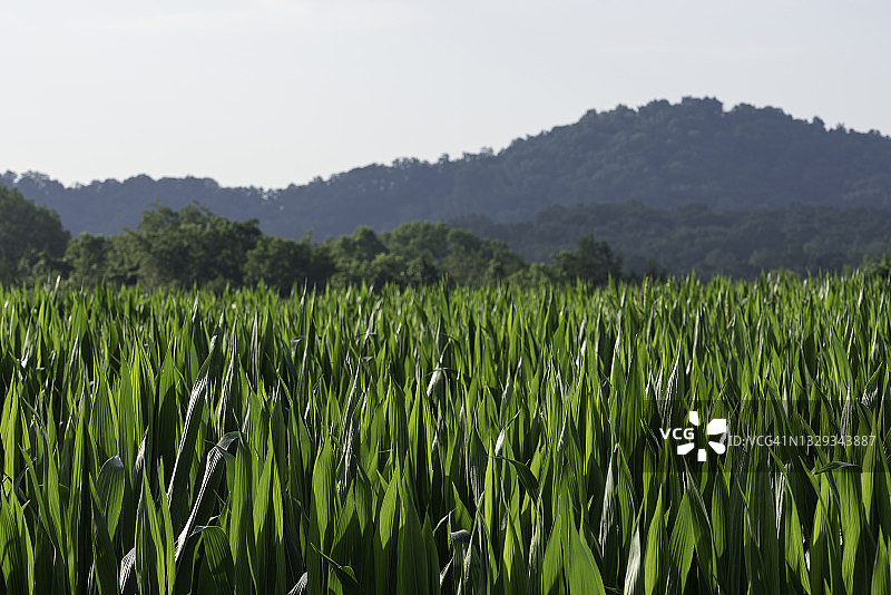 田野里生长的绿色玉米秸秆图片素材