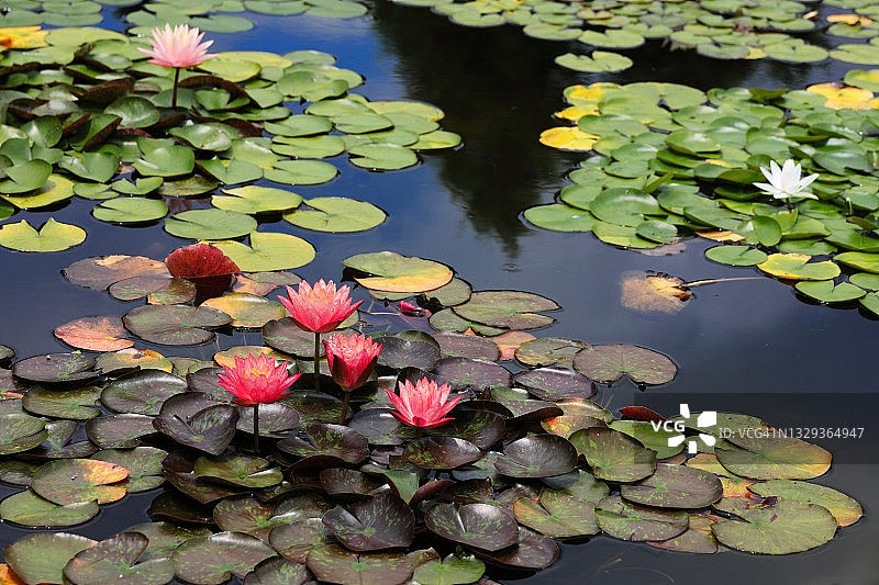 漂浮在池塘上的美丽睡莲图片素材