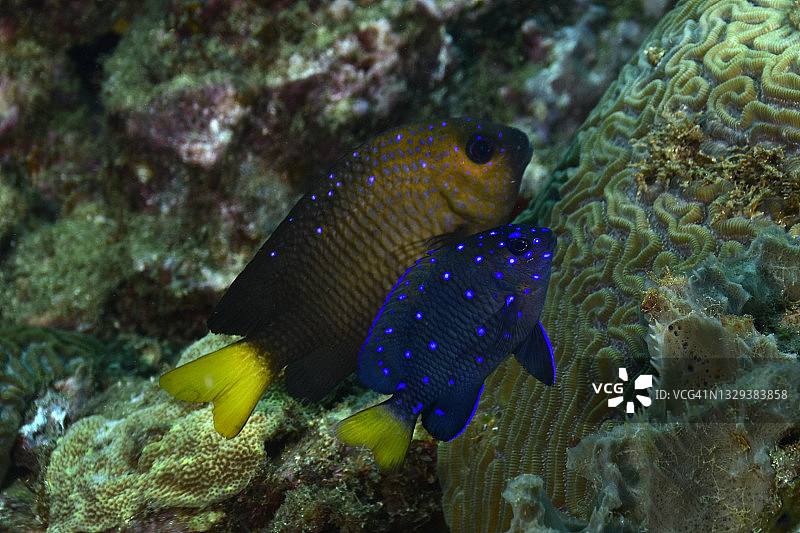 黄尾雀鲷图片素材