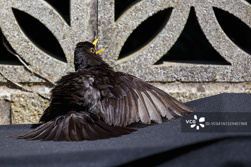 在烧烤架上晒太阳的黑鸟图片素材