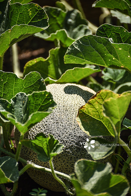 花园里成熟的哈密瓜图片素材