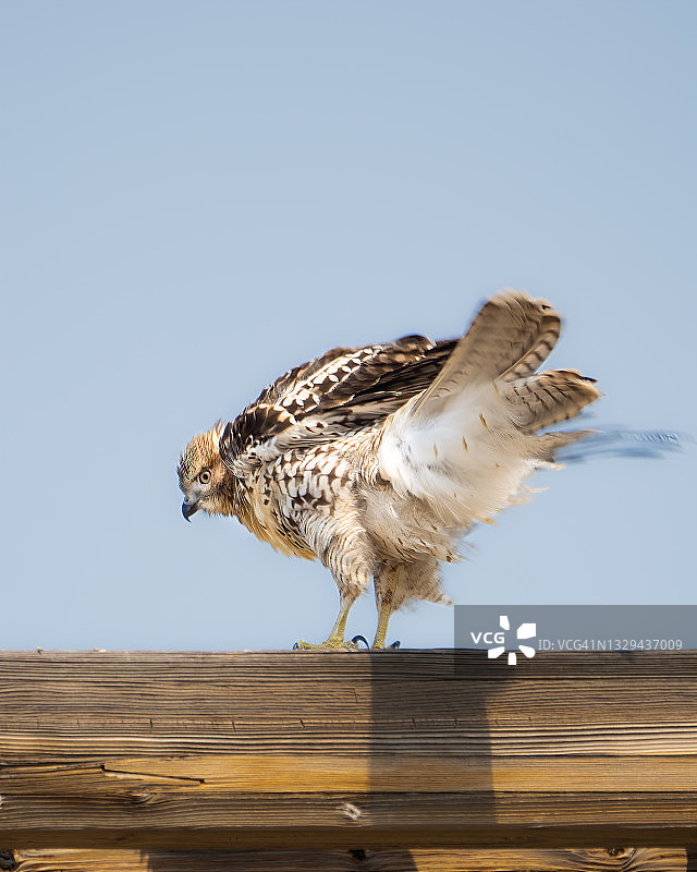 幼年红尾鵟图片素材