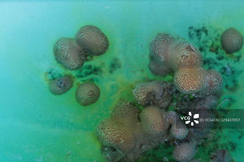 碘化钾与硫酸铜反应生成碘化亚铜，在强光作用下分解并析出碘图片素材