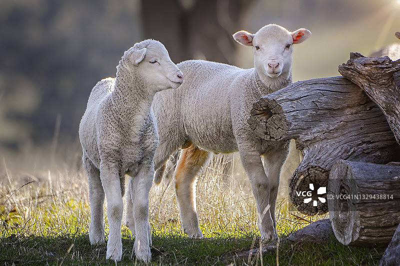 围场里的美利奴小绵羊图片素材