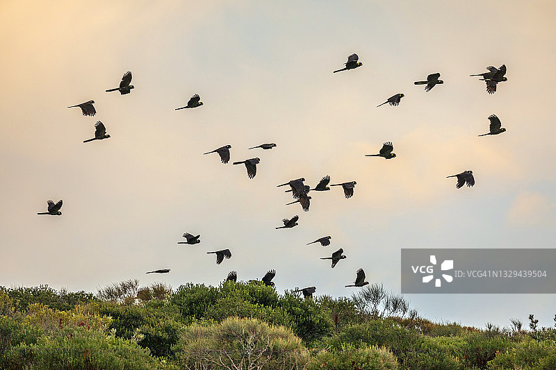 澳大利亚黄昏时分的飞鸟、树木和鹦鹉图片素材