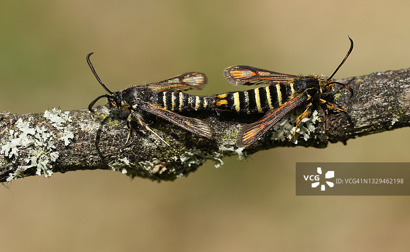 栖息在树枝上的罕见交配中的六带透翅蛾图片素材