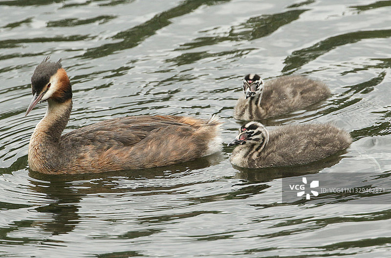 在河里游泳的凤头鸊鷉一家图片素材