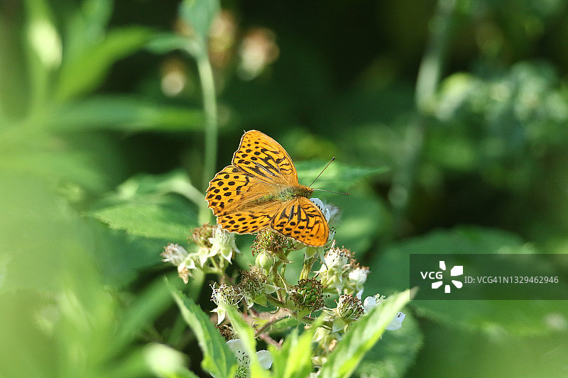 银洗蛱蝶为黑莓花授粉图片素材