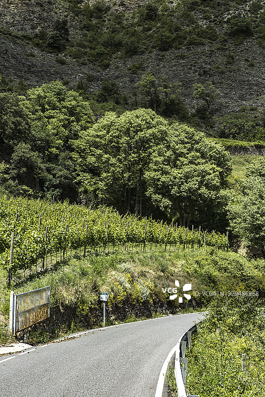葡萄园间的道路图片素材