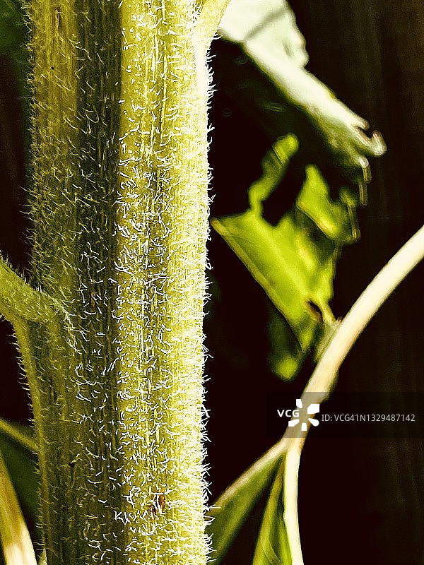 巨型南瓜植物多毛的茎（Cucurbita maxima）图片素材