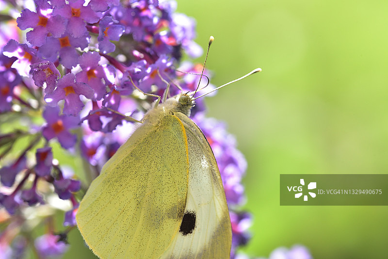 蝴蝶灌木上的小粉蝶图片素材