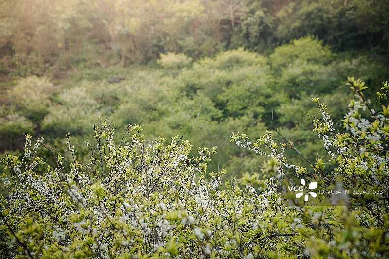 农场里盛开的李子花图片素材