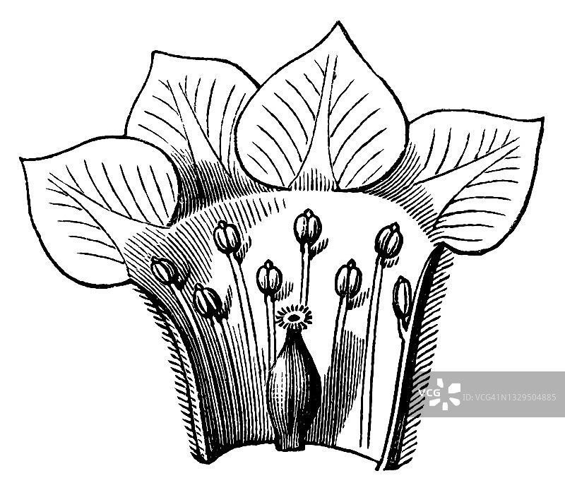 植物学古老雕刻插图：瑞香科 - 具有世界性的开花植物科图片素材