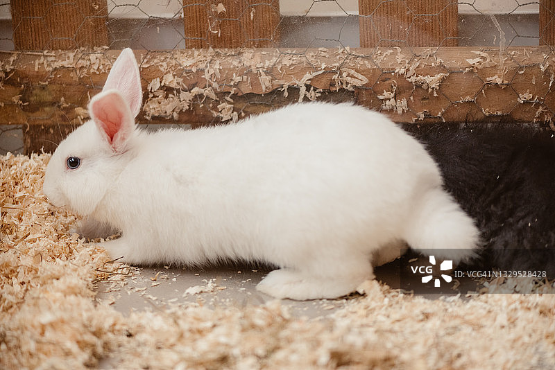 快乐满足的白兔和黑兔图片素材