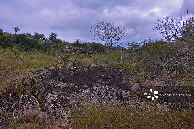 巴西高原内陆地区的典型卡廷加植被图片素材