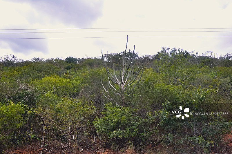 巴西高原内陆地区的典型卡廷加植被图片素材