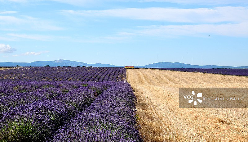 薰衣草花田图片素材