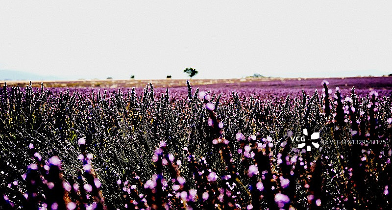 薰衣草花田图片素材