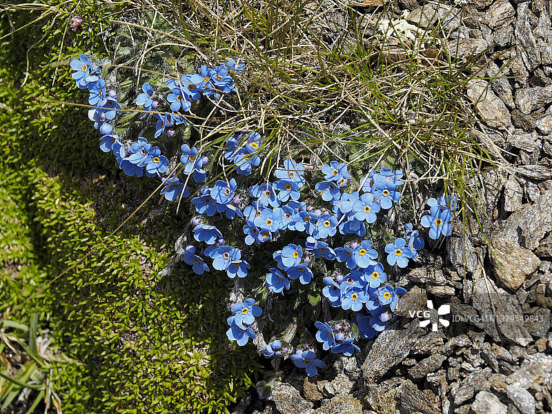 阿尔卑斯山蓝色勿忘我花朵，近辛普隆山口图片素材