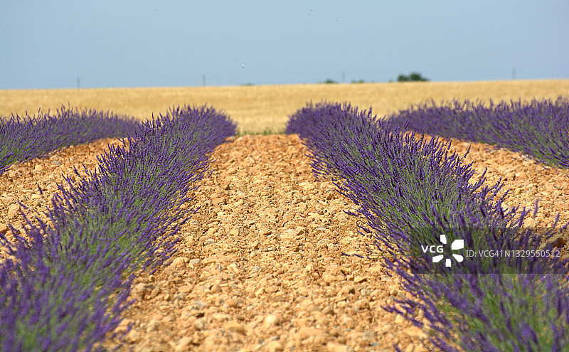 薰衣草花田图片素材
