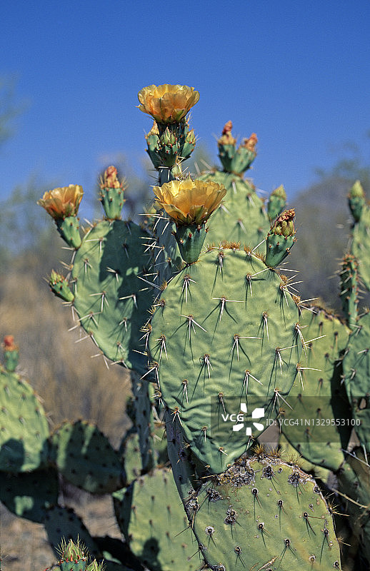 仙人掌国家公园图片素材