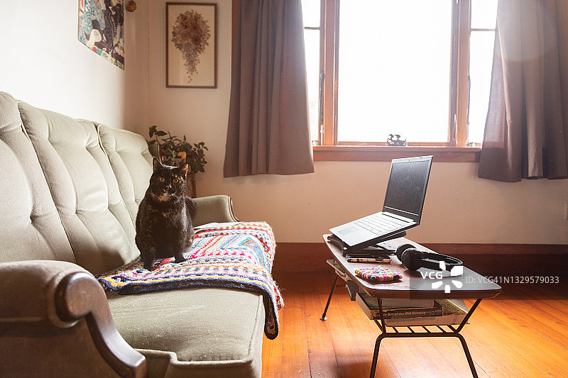 坐在沙发上，桌上有笔记本电脑的猫图片素材