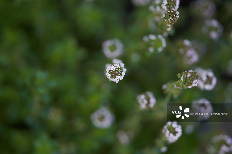 百里香开花图片素材