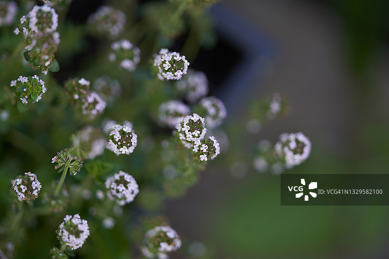 百里香开花图片素材