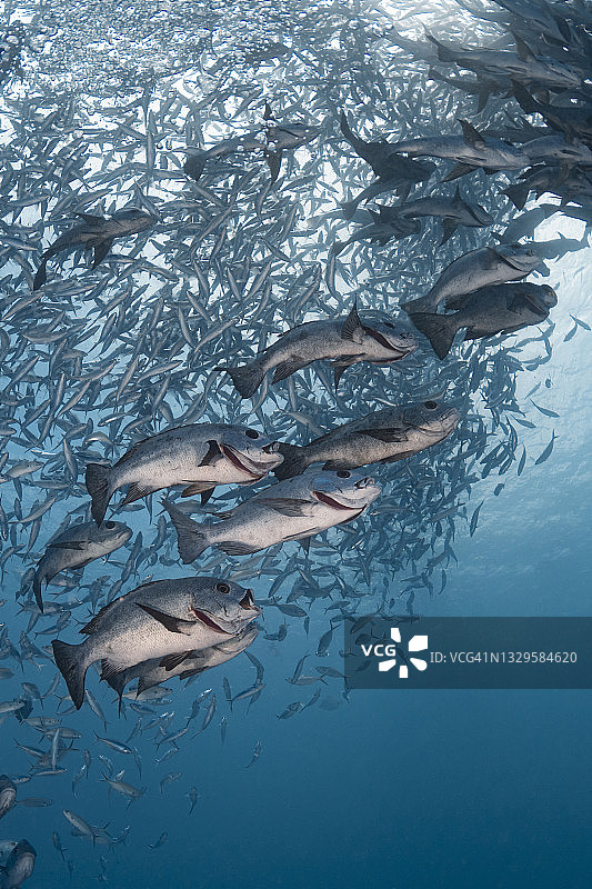 诱饵球 - 帕劳，密克罗尼西亚图片素材