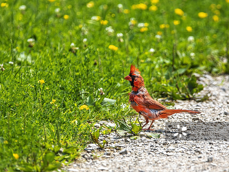 幼年北美红雀图片素材