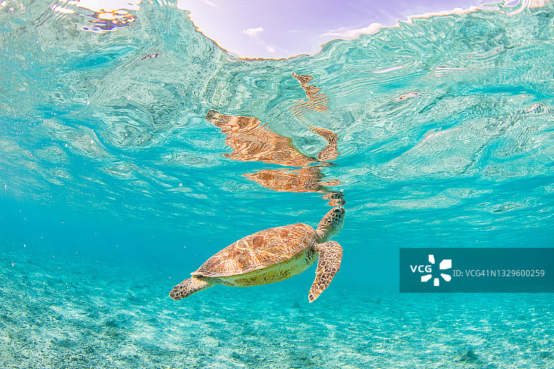 在清澈蓝色海水中呼吸的海龟图片素材