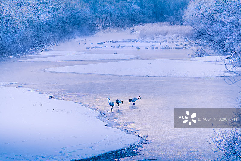 小河边的一群红顶鹤图片素材