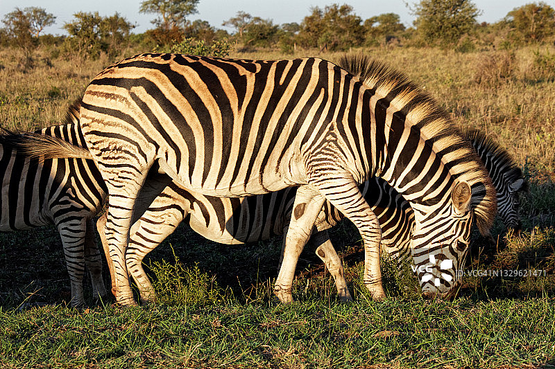 斑马母子吃草图片素材