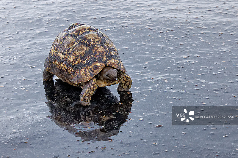 豹纹陆龟图片素材