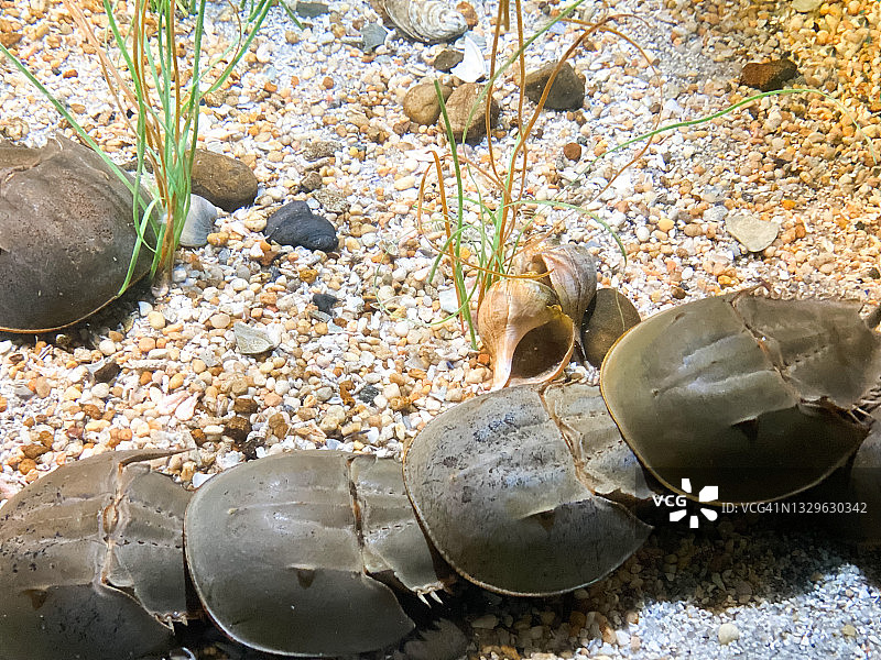 交配中的鲎图片素材