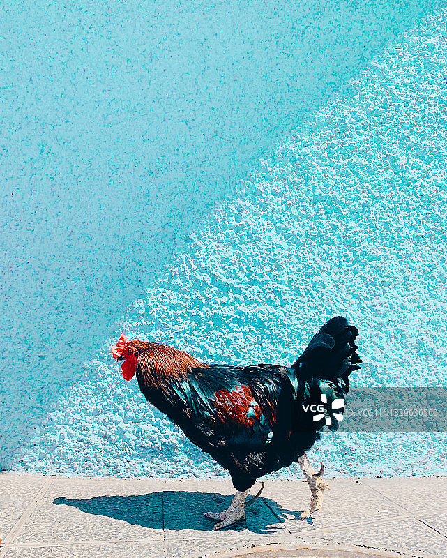 街上行走的公鸡图片素材
