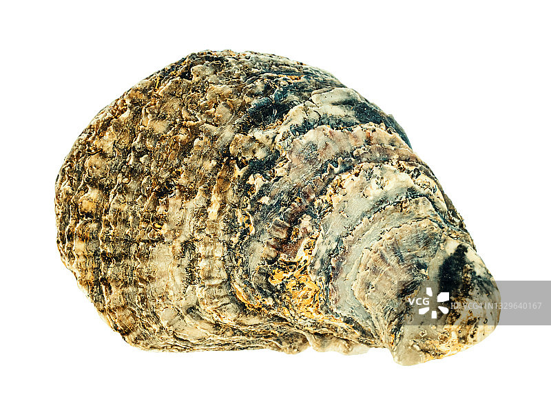 分离的生蚝壳图片素材