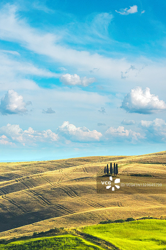 意大利托斯卡纳的柏树林图片素材