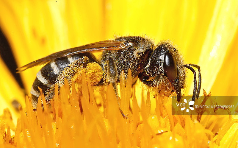 雌性Halictus ligatus盗汗蜂图片素材